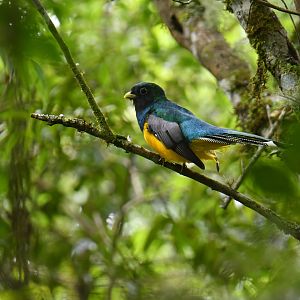 Black-throated Trogon Trogon rufus