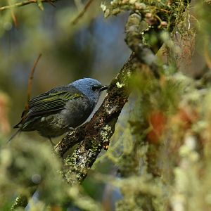 Golden-chevroned Tanager Thraupis ornata