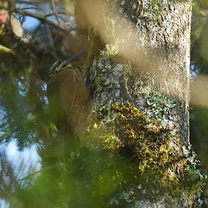 White-throated Woodcreeper Xiphocolaptes albicollis