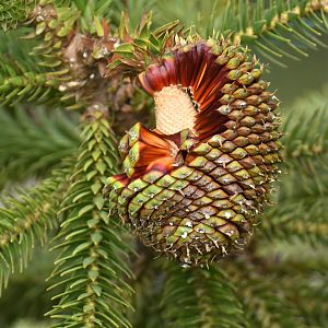 Araucaria fruit/cone
