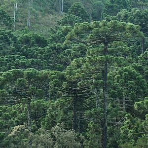 Araucaria forest
