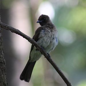 Common garden bulbul