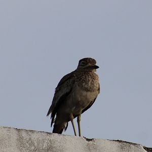Senegal thick-knee