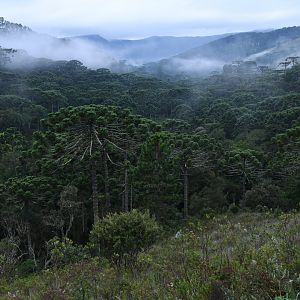 Araucaria forest