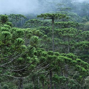 Araucaria forest