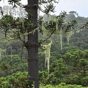 Araucaria forest