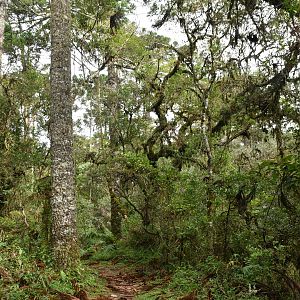 Araucaria forest