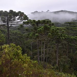 Araucaria forest