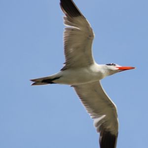 Caspian tern