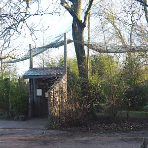 Green peafowl - Blue eared pheasant - Oriental white ibis - Nicobar pigeon aviary with "tool shed" viewing area, 2022-02-12