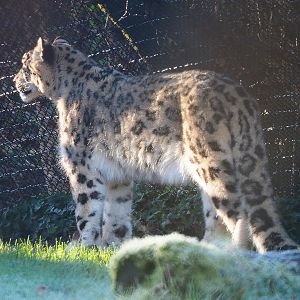 Snow leopard (Panthera uncia), 2022-02-12