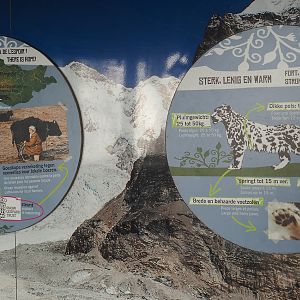 Example of signage on snow leopard education wall - Conservation and adaptations, 2022-02-12