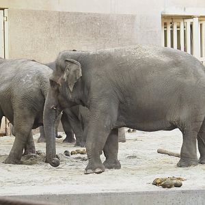 Asian elephants (Elephas maximus), 2022-02-12