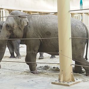 Asian elephants (Elephas maximus), 2022-02-12