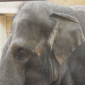 Asian elephant (Elephas maximus), 2022-02-12