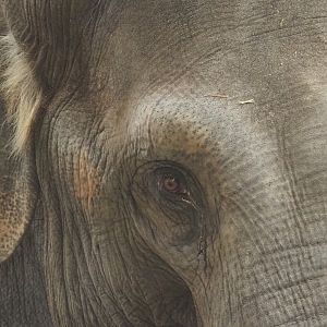 Asian elephant (Elephas maximus), 2022-02-12