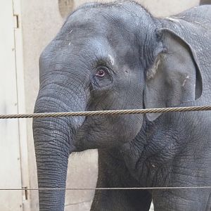 Young Asian elephant (Elephas maximus), 2022-02-12
