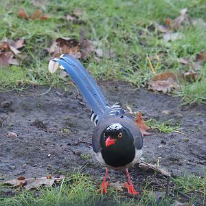 Red-billed blue magpie (Urocissa erythroryncha), 2022-02-12