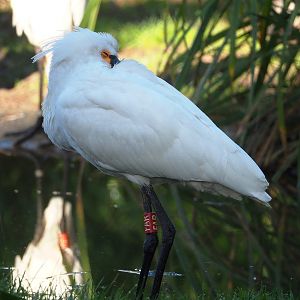 Eurasian spoonbill (Platalea leucorodia), 2022-02-12