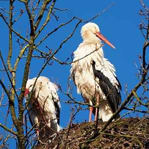 European white storks (Ciconia ciconia ciconia), 2022-02-12