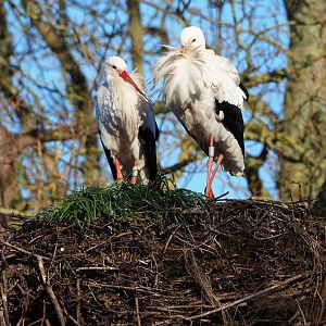 European white storks (Ciconia ciconia ciconia), 2022-02-12