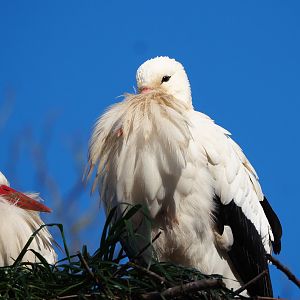 European white storks (Ciconia ciconia ciconia), 2022-02-12