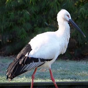 Oriental white stork (Ciconia boyciana), 2022-02-12