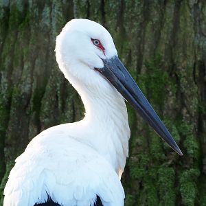 Oriental white stork (Ciconia boyciana), 2022-02-12