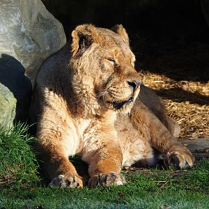 Asiatic lioness (Panthera leo persica), 2022-02-12