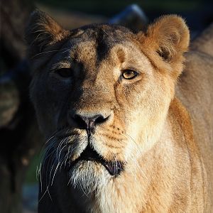 Asiatic lioness (Panthera leo persica), 2022-02-12