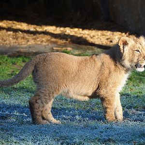 Asiatic lion cub (Panthera leo persica), 2022-02-12