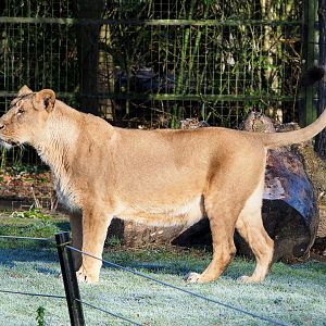 Asiatic lioness (Panthera leo persica), 2022-02-12