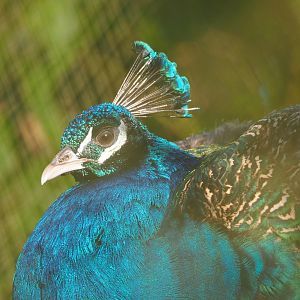 Blue peafowl (Pavo cristatus), 2022-02-12