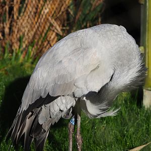 Preening Demoiselle crane (Anthropoides virgo), 2022-02-12