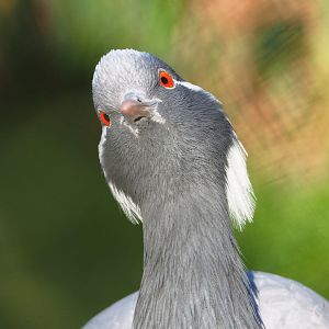Demoiselle crane (Anthropoides virgo), 2022-02-12