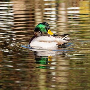 Preening wild Mallard drake (Anas platyrhynchos), 2022-02-12