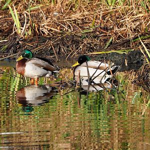 Wild Mallard drake (Anas platyrhynchos), 2022-02-12