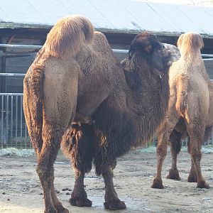 Bactrian camel (Camelus bactrianus), 2022-02-12