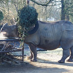 Indian rhinoceros bull Gujarat (Rhinoceros unicornis), 2022-02-12