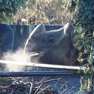 Indian rhinoceros bull Gujarat (Rhinoceros unicornis), 2022-02-12