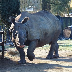 Indian rhinoceros bull Gujarat (Rhinoceros unicornis), 2022-02-12
