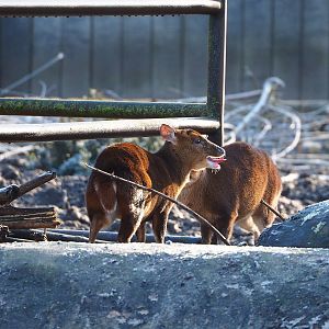 Reeves's muntjacs (Muntiacus reevesi), 2022-02-12