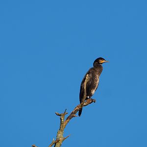 Wild Eurasian great cormorant (Phalacrocorax carbo sinensis), 2022-02-12