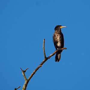 Wild Eurasian great cormorant (Phalacrocorax carbo sinensis), 2022-02-12