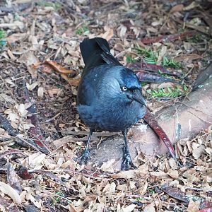 Wild Western jackdaw (Coloeus monedula), 2022-02-12