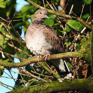 European turtle dove (Streptopelia turtur turtur), 2022-02-12
