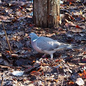 Wild Common wood pigeon  (Columba palumbus), 2022-02-12
