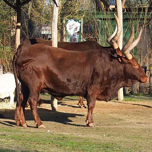 Ankole-Watusi cattle (Bos taurus indicus X B. t. taurus), 2022-02-12