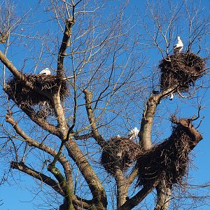 Tree with multiple European white stork nests, 2022-02-12
