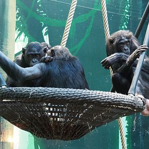 Bonobos (Pan paniscus), 2022-02-12